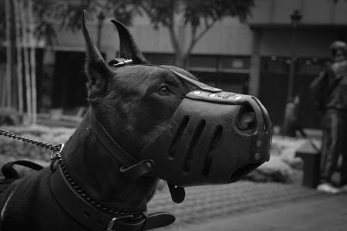 杜宾犬与黑枪口的特写照片 · 免费素材图片