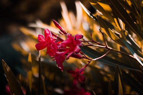 浅焦点摄影的粉红色花朵 · 免费素材图片