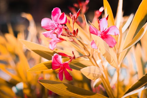 倾斜的镜头摄影的粉红色花瓣的花朵 · 免费素材图片