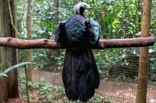 黑鸟摄影 · 免费素材图片