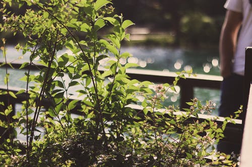 绿叶植物 · 免费素材图片