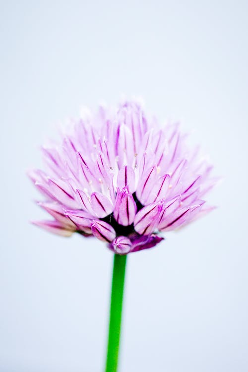 粉红葱属的特写摄影 · 免费素材图片