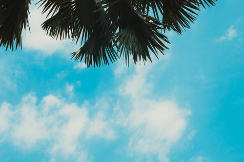 椰子树在蓝蓝的天空下 · 免费素材图片