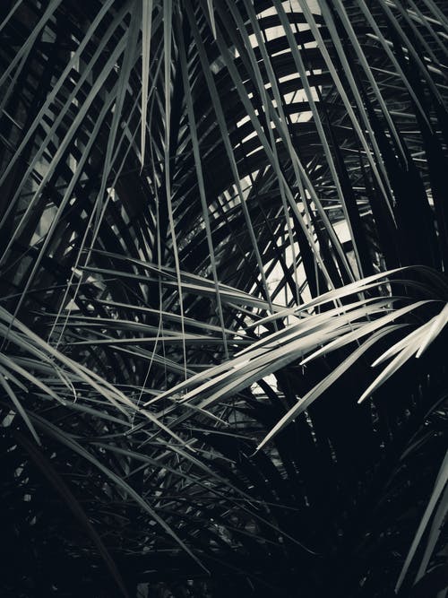 背面和白色的植物照片 · 免费素材图片