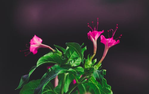 粉红色的花朵浅焦点摄影 · 免费素材图片