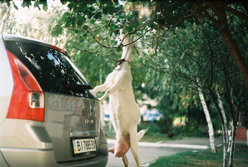 山羊在车辆旁边吃绿叶 · 免费素材图片