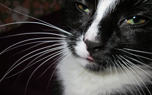短外套黑白猫 · 免费素材图片