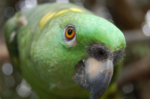 黄色午睡的亚马逊倾斜移位镜头 · 免费素材图片