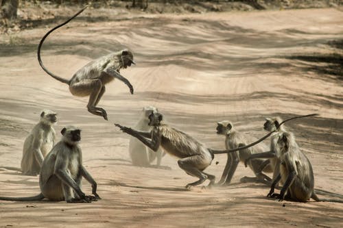 猴子在土路上的组 · 免费素材图片