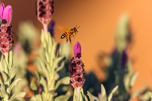棕色的蜜蜂在粉红色的花飞 · 免费素材图片