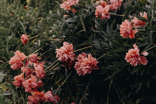 粉色簇花自然摄影 · 免费素材图片