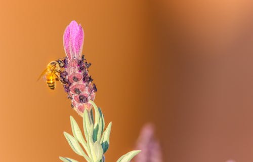 蜜蜂的选择性聚焦摄影栖息在紫色的花蕾上 · 免费素材图片