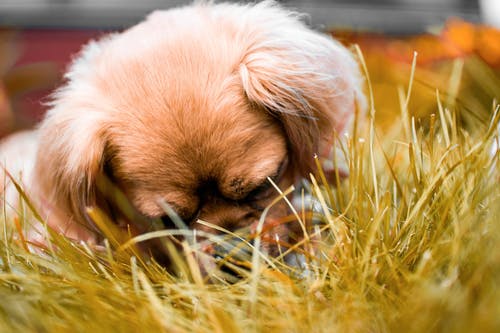 躺在草地上的棕色藏族幼犬 · 免费素材图片