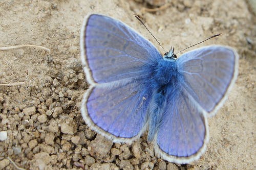 栖息在米色土壤上的常见蓝蝴蝶 · 免费素材图片