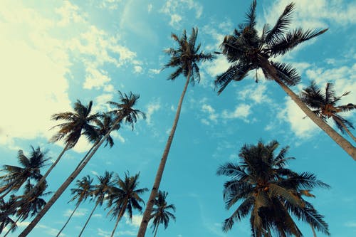多云的蓝天下的棕榈树 · 免费素材图片