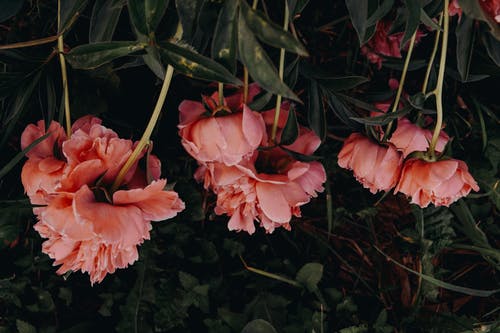 粉色簇花 · 免费素材图片