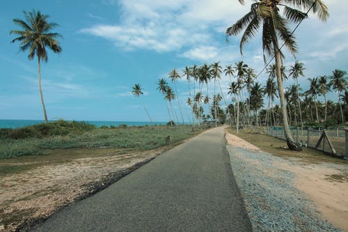 椰子树旁的路 · 免费素材图片