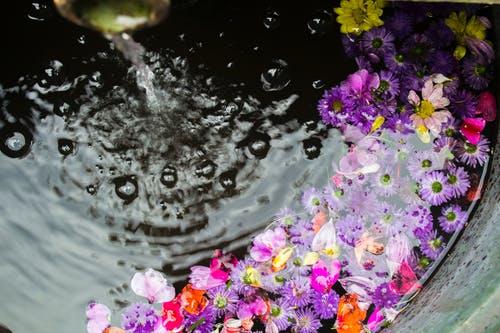 漂浮在水面上的花 · 免费素材图片