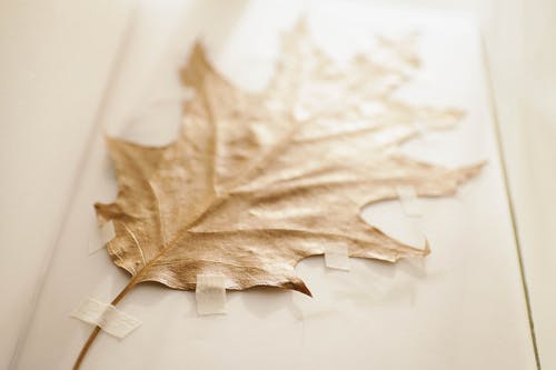 布朗干叶 · 免费素材图片