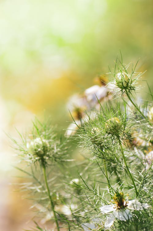 绿裤浅焦点摄影 · 免费素材图片