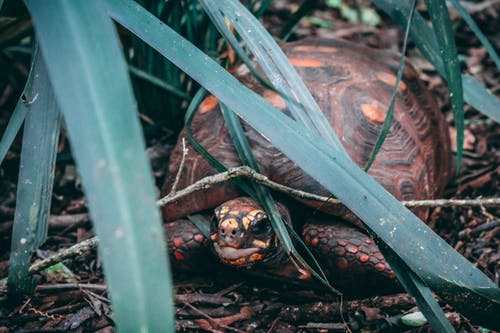 乌龟在叶子附近的特写摄影 · 免费素材图片