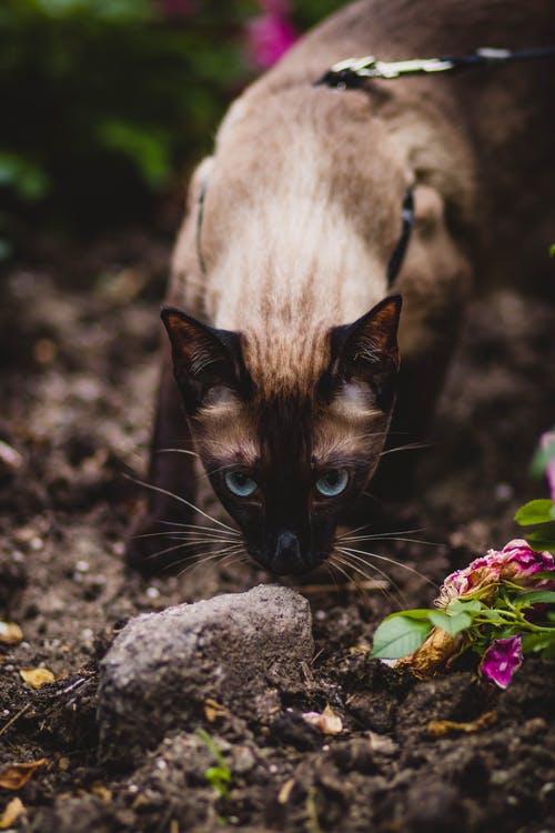 暹罗猫嗅到灰色石头的浅焦点摄影 · 免费素材图片