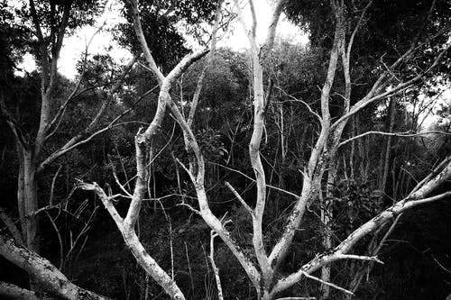 裸树的灰度照片 · 免费素材图片