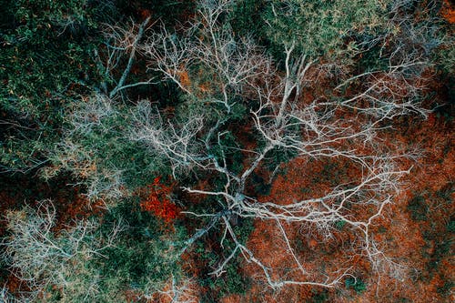绿叶树的航拍 · 免费素材图片