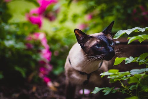 猫嗅到一些叶子的浅焦点摄影 · 免费素材图片