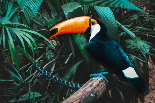 托科巨嘴鸟的选择性聚焦照片栖息 · 免费素材图片