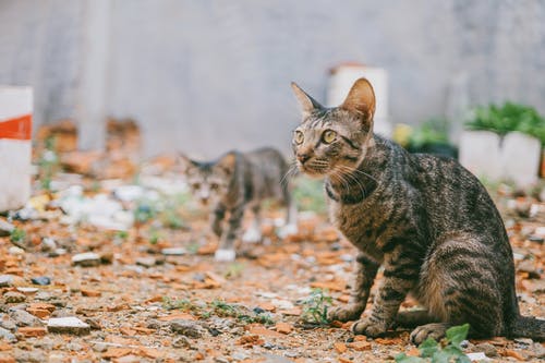 两只灰色的虎斑猫户外 · 免费素材图片