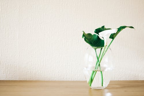 透明玻璃花瓶上的绿色植物 · 免费素材图片
