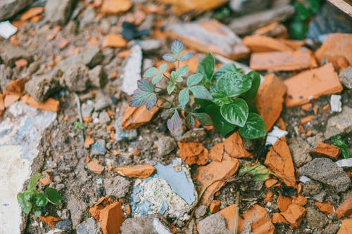 绿叶植物被石头包围 · 免费素材图片