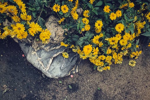 黄色雏菊的顶视图 · 免费素材图片
