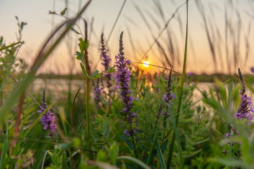 紫色的薰衣草花在日落时选择性聚焦摄影 · 免费素材图片