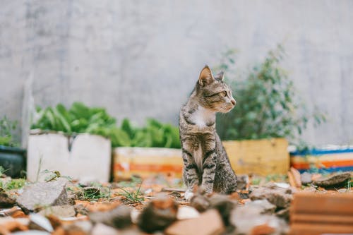 灰色虎斑猫的特写摄影 · 免费素材图片