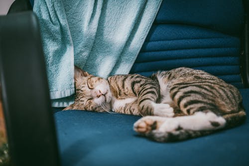 银虎斑猫躺在蓝绿色软垫椅子上 · 免费素材图片
