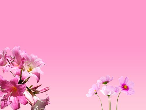 粉色花的照片 · 免费素材图片