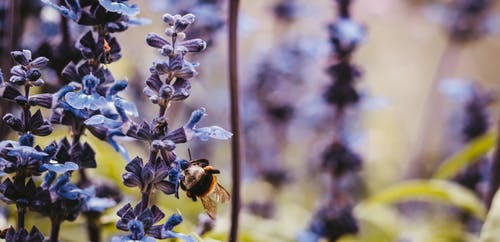 大黄蜂的宏观照片栖息在紫色的小花 · 免费素材图片