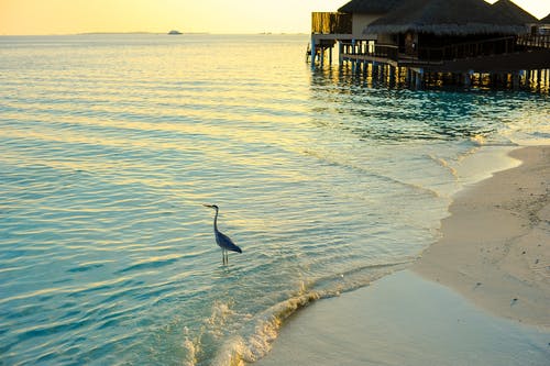 苍鹭站在大片清澈的水 · 免费素材图片