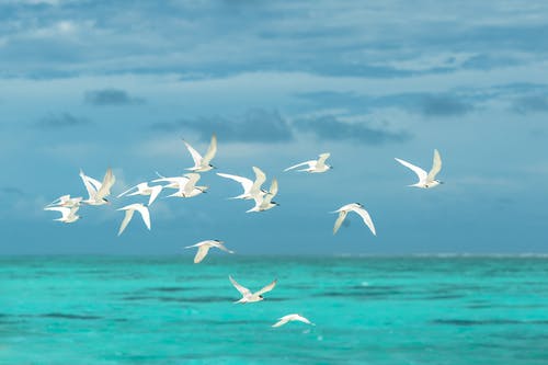 群白海鸥飞过大片的水 · 免费素材图片