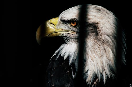 关闭了黑白鹰的照片 · 免费素材图片