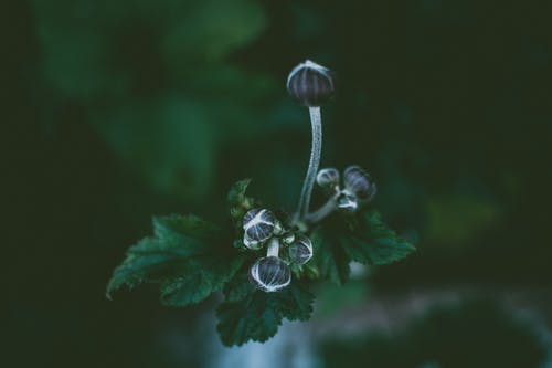 花蕾的特写摄影 · 免费素材图片