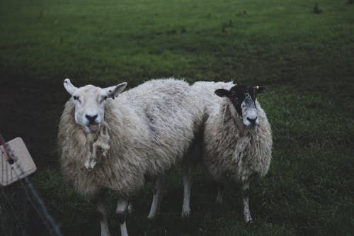 两个白羊站在草地上 · 免费素材图片