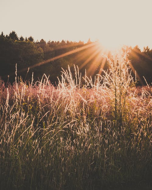 橙色日落期间的绿草田 · 免费素材图片