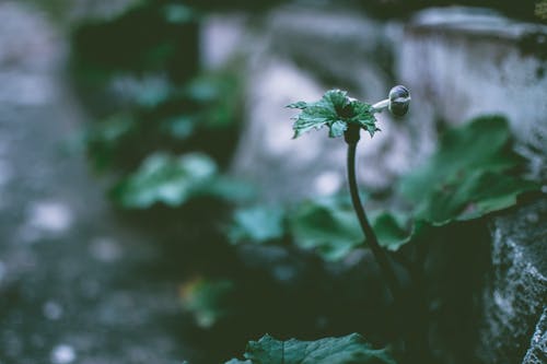 绿叶植物的选择性聚焦照片 · 免费素材图片