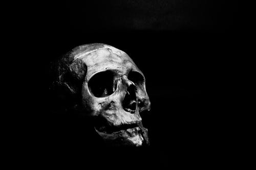 人类头骨的灰度摄影 · 免费素材图片