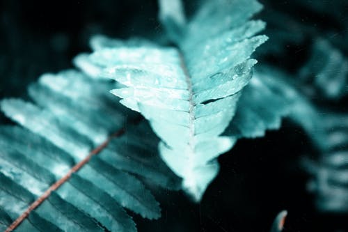 蕨叶的宏观摄影 · 免费素材图片