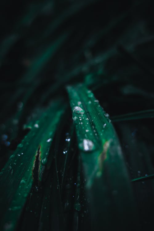 水滴在线性叶植物中的特写照片 · 免费素材图片