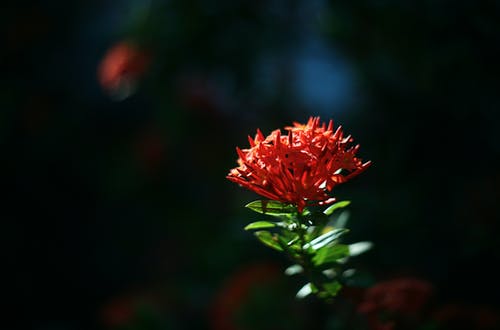 Ixora花的特写照片 · 免费素材图片